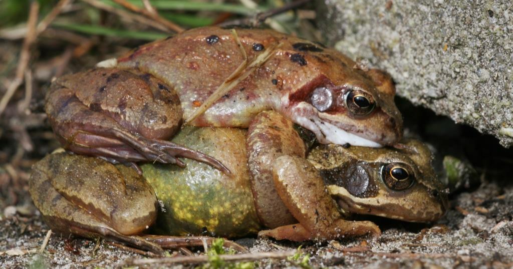 2020-07-03, parende kikkers