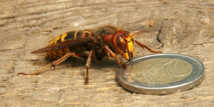 BIJEN, Vespa crabro, Hoornaar, 2012-05-21, koningin, Holthe, slaapkamer-1 - kopie