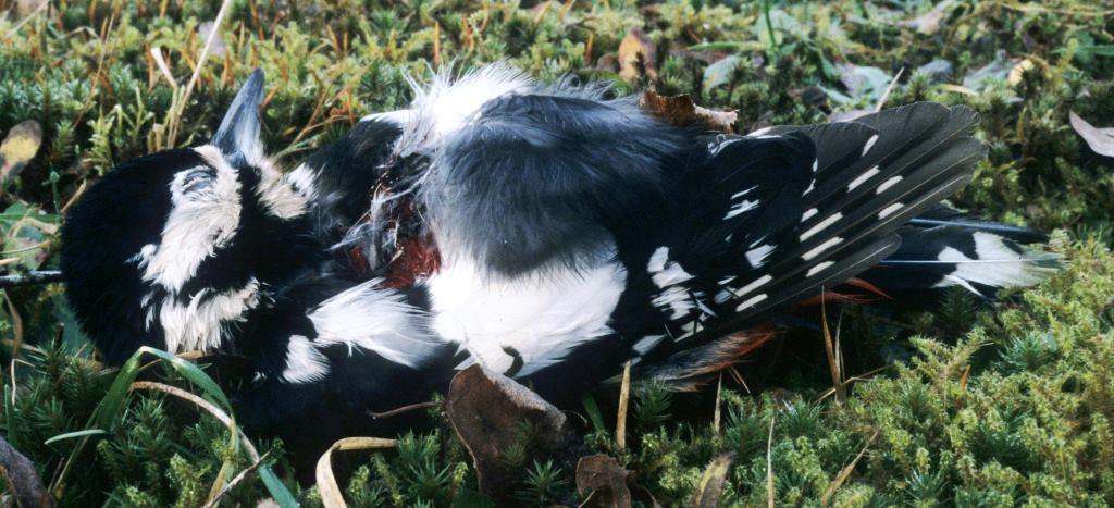 2020-04-23, foto dode specht