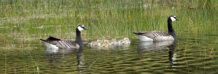 2020-04-29,ganzenfamilie.