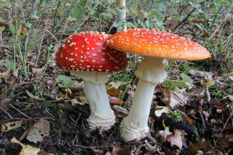 2021-03-27, vliegenzwammen