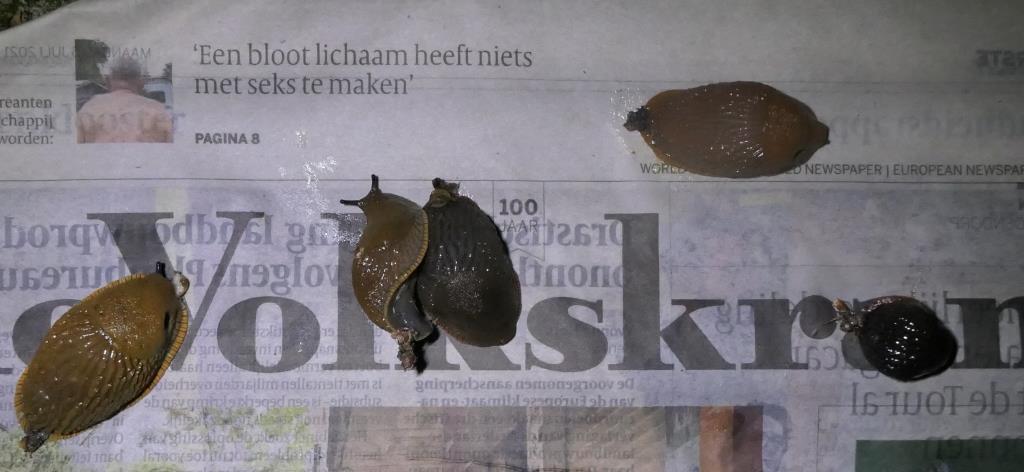 2021-08-05, volkskrant met slakken
